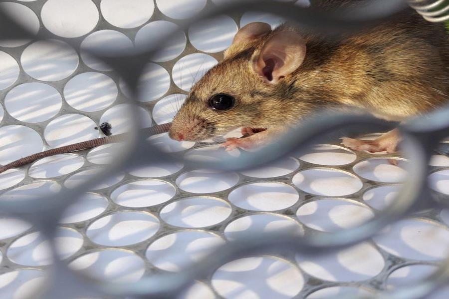 El hantavirus no es otra nueva epidemia que viene de China