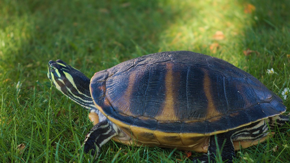 La multaron por romper la cuarentena para pasear a su… ¡tortuga!