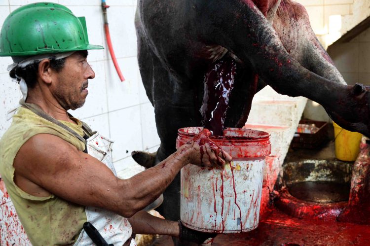 Sangre de ganado: Una receta que revive gracias al hambre en el Táchira