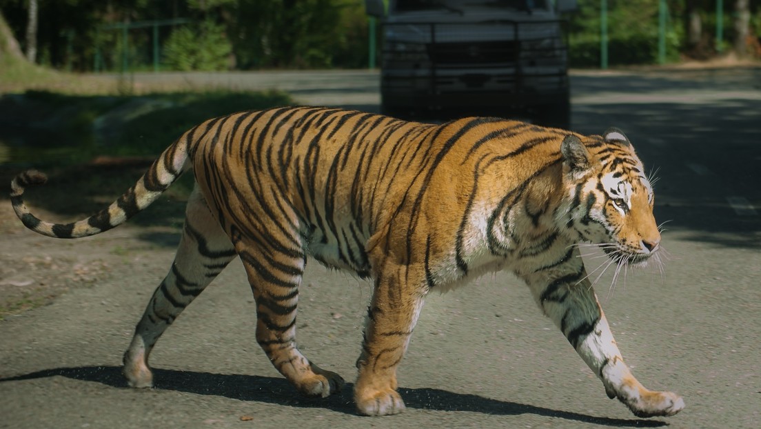 ¡Insólito! Atraparon con un lazo y una silla plegable a tigre suelto en México (Video)