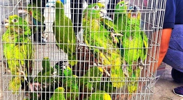 En Delta Amacuro, los animales silvestres son vendidos por redes sociales