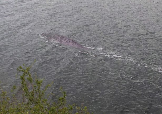 La leyenda del monstruo del lago Ness resurge tras esta nueva FOTOGRAFÍA