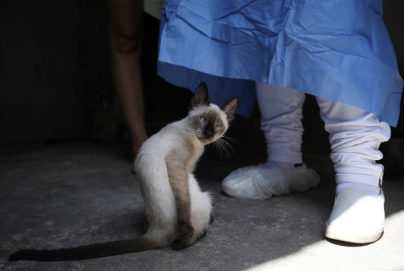 Dos estudios concluyen que es común que perros y gatos sean contagiados de Covid-19 por sus dueños