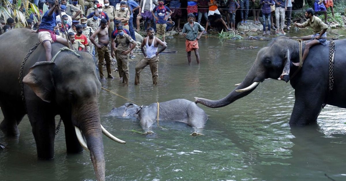 Arrestaron a hombre por la muerte de una elefante embarazada que comió fruta con explosivos