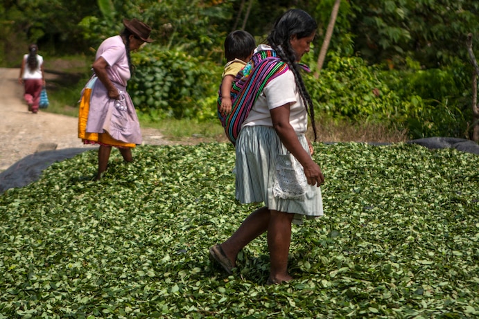 Tiemblan los narcos: El coronavirus ha destruido el precio de la coca, asegura informe de The Washington Post