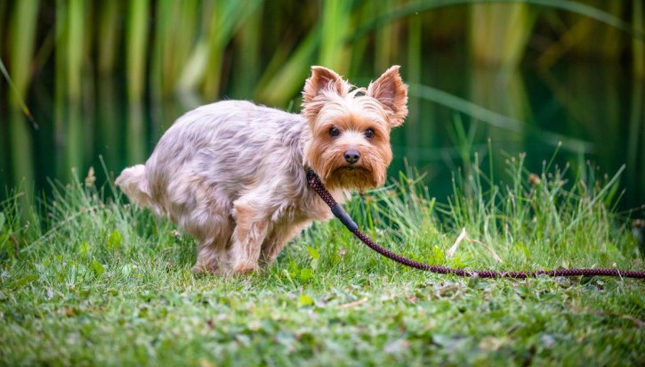 ¿Sabías esto? Por qué tu perro te mira cuando hace caca