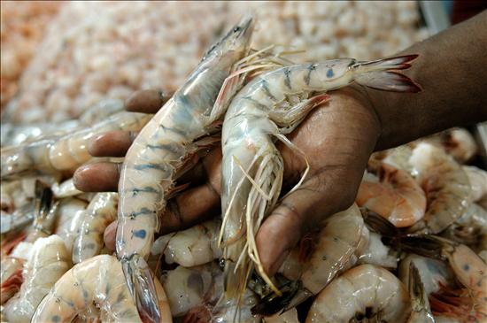 China descubre rastros del coronavirus en paquetes de camarones ecuatorianos