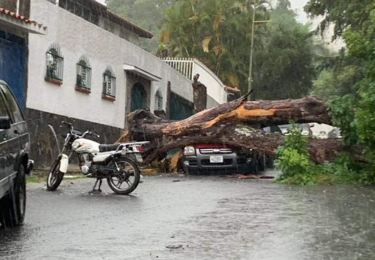 Jardinero murió tres días después de que le cayera encima un árbol en Anzoátegui