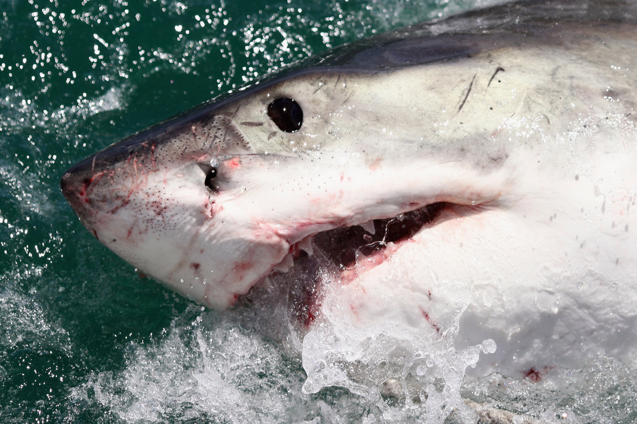 Nadaba tranquilamente sin saber que sería atacada brutalmente por un tiburón en Maine