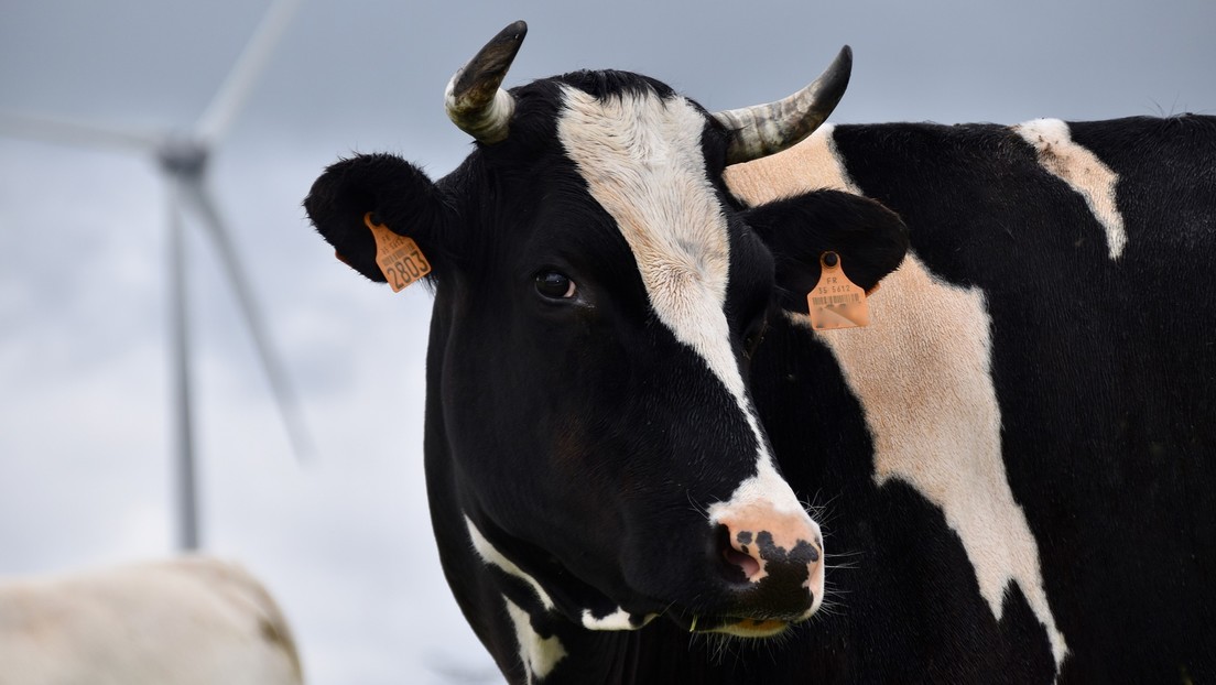 Una vaca acude a la ventana de su dueño cada día y muge para recibir su abrazo matutino (Video)