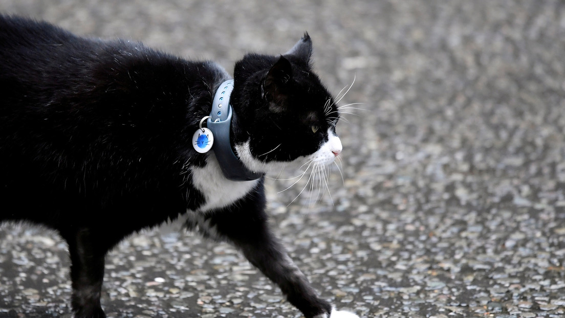 WTF? Captaron el momento exacto en que un gato cayó sobre la cabeza de un anciano y lo dejó inconsciente (Video)