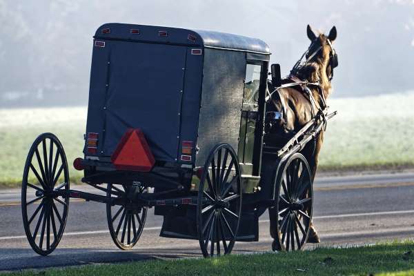 Al menos siete heridos tras el choque de un auto contra un caballo y un buggy en Nueva York