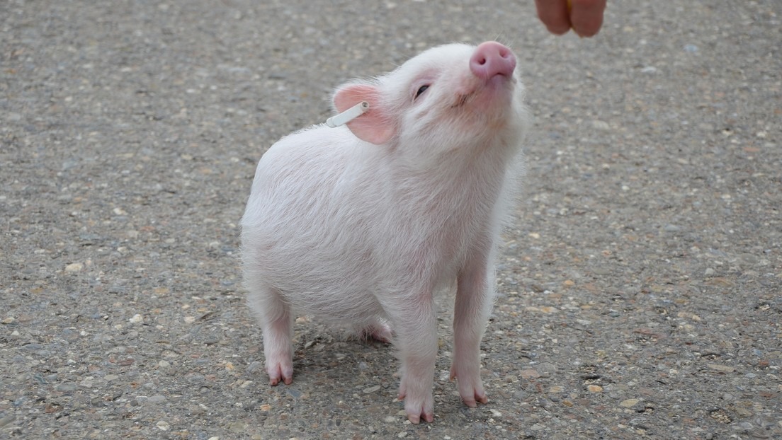 VIRAL: Un cerdito se pasea por Tokio sobre una pelota (¡Ains!)