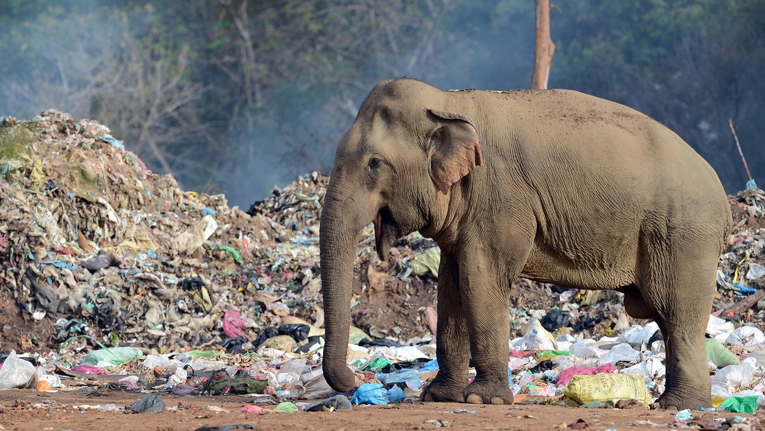 Veterinario de 71 años murió aplastado por un elefante en parque natural de Zimbabue