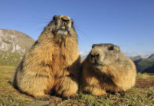 marmotas