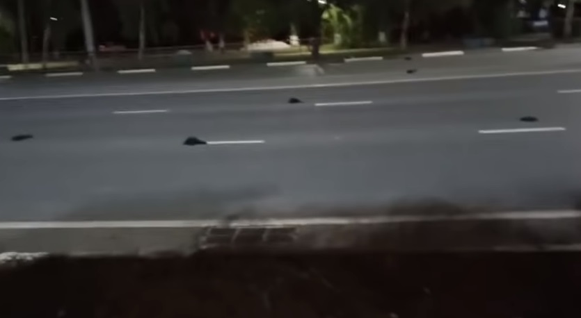 ¿Llegó el fin del mundo? Decenas de pájaros aparecieron muertos en una ciudad rusa (VIDEO)