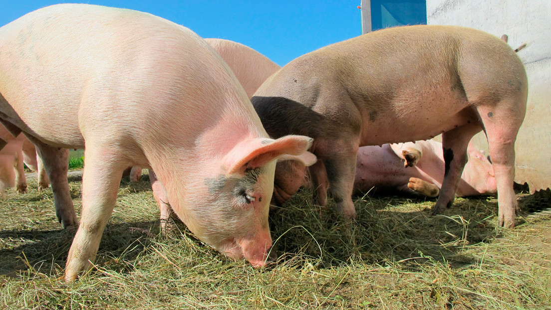 Los trasplantes de corazón de cerdo a humano podrían ser realidad en 2021