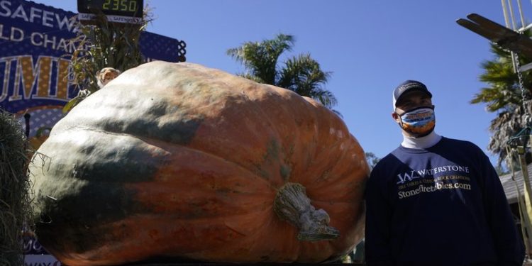 Calabaza de mil kilos ganó concurso en California