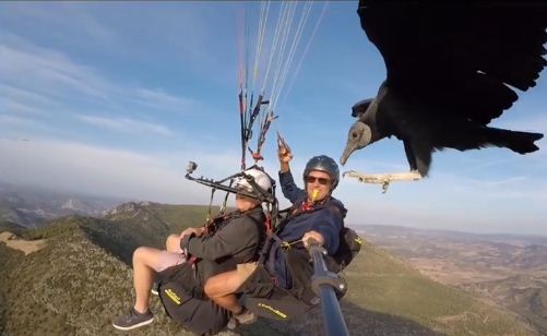 VIRAL: Mientras volaba con su parapente, se le apareció… ¡UN BUITRE! (Video)