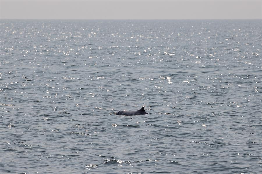 Los delfines rosados vuelven a Hong Kong por las restricciones de la pandemia