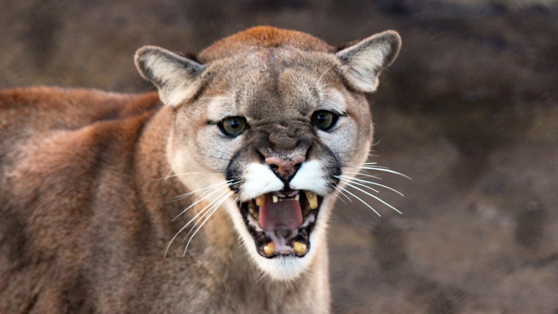 ¡Mala idea! Quería grabar a una puma con sus crías pero terminó huyendo aterrado (VIDEO)