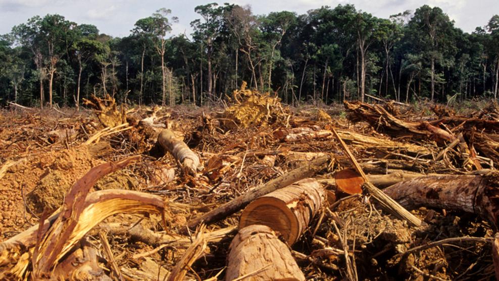 Bolsonaro autoriza regreso de militares a Amazonía para combatir la tala