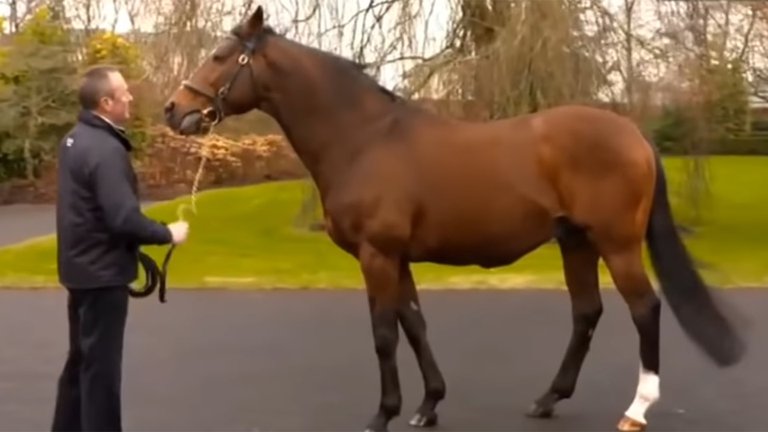 Quién es Galileo, el caballo que vale más que Lionel Messi y Cristiano Ronaldo juntos