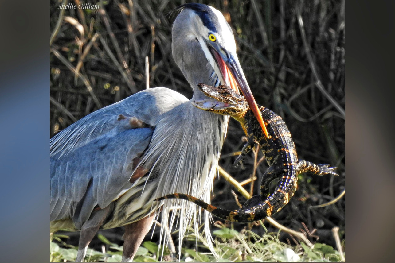 IMÁGENES asombrosas muestran a una garza mientras se traga un cocodrilo en Florida