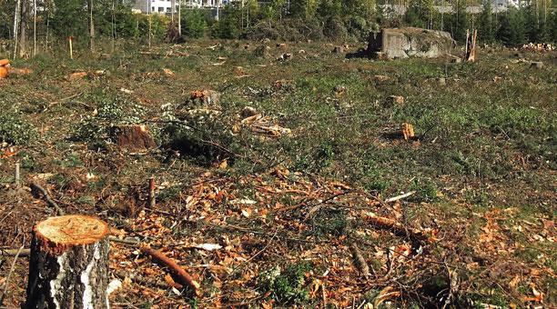 La Amazonia perdió 8% de su territorio en 18 años por deforestación