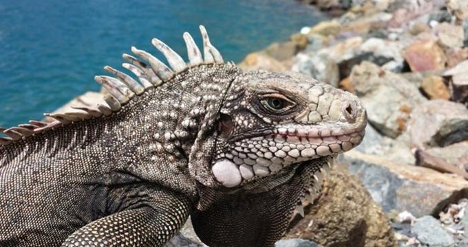 Se avecinan lluvias de iguanas congeladas en Florida