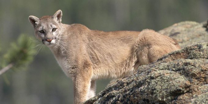 Hallaron sin vida a un hombre desaparecido en Texas tras presunto ataque de puma