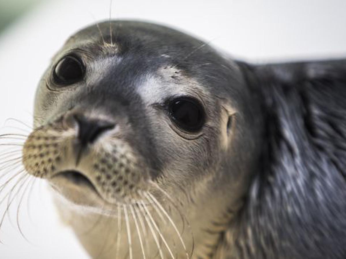 Descubren cerca de 300 focas muertas en las orillas rusas del mar Caspio