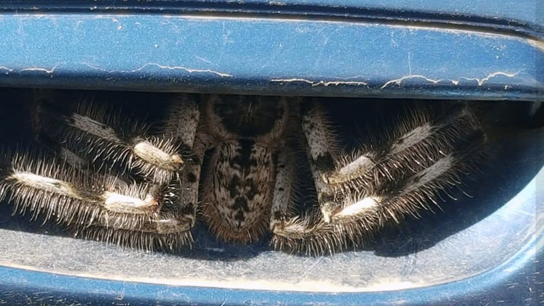 ¡Susto! Descubrió una enorme araña en la puerta de su auto (Fotos)