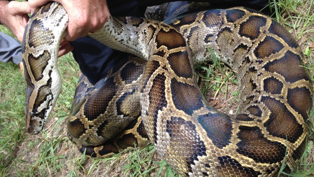 Campesino asustado, grabó una serpiente que “explotó” tras comerse una vaca (Video)