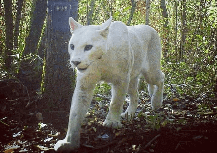 Captan por primera vez un puma blanco extremadamente raro en Brasil (FOTO)