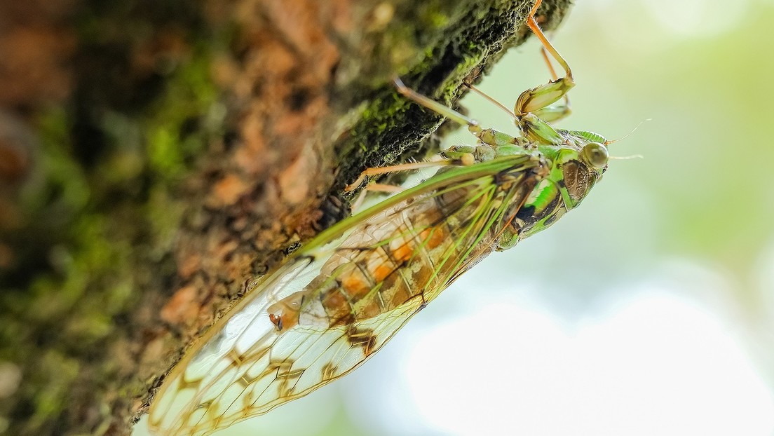 Billones de cigarras emergerán en EEUU después de pasar 17 años bajo tierra