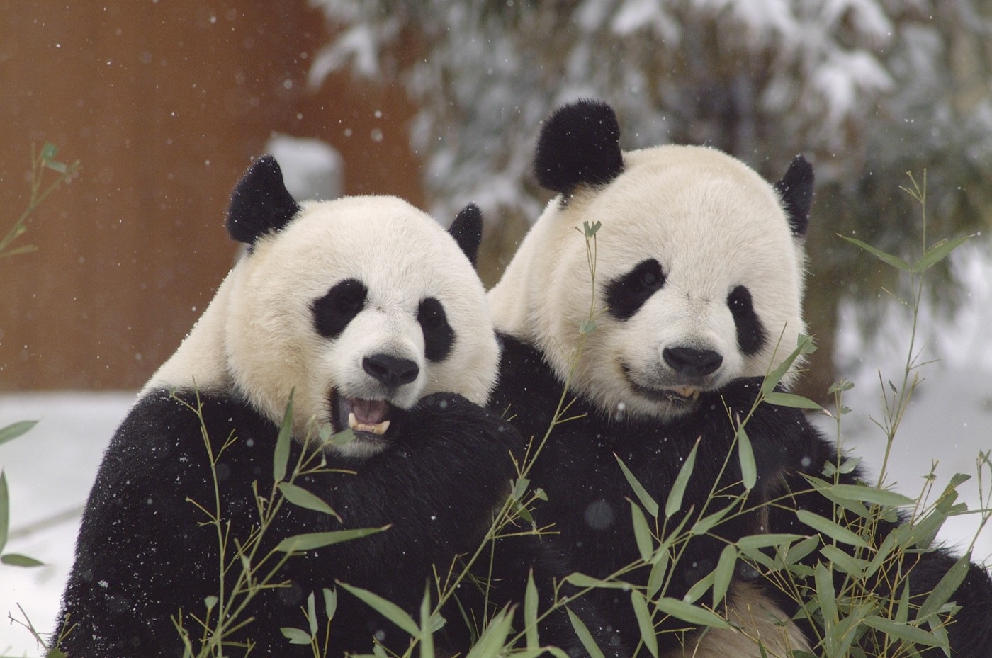 ¡Una ternura! La alegría de un panda al descubrir lo divertida que puede ser la nieve en EEUU (Video)