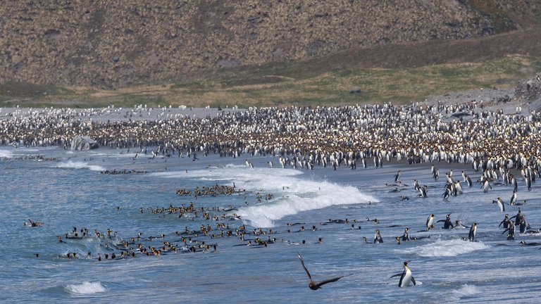 Fotógrafo logró captar por primera vez a un pingüino amarillo (Imágenes)