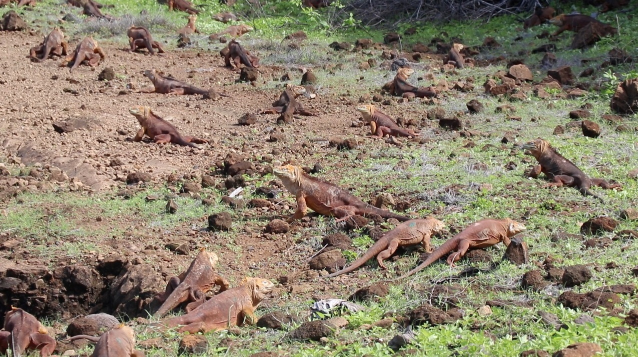 Reintegran cerca de 500 ejemplares de iguanas extintas en isla de Galápagos (FOTOS)