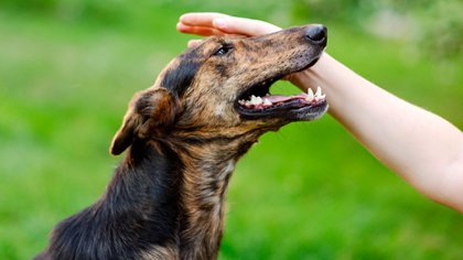 Cómo acariciar a tu perro sin darle un mensaje erróneo