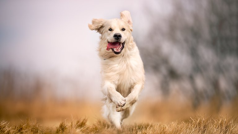 ¿Por qué los perros y los gatos corren frenéticamente por todos lados?