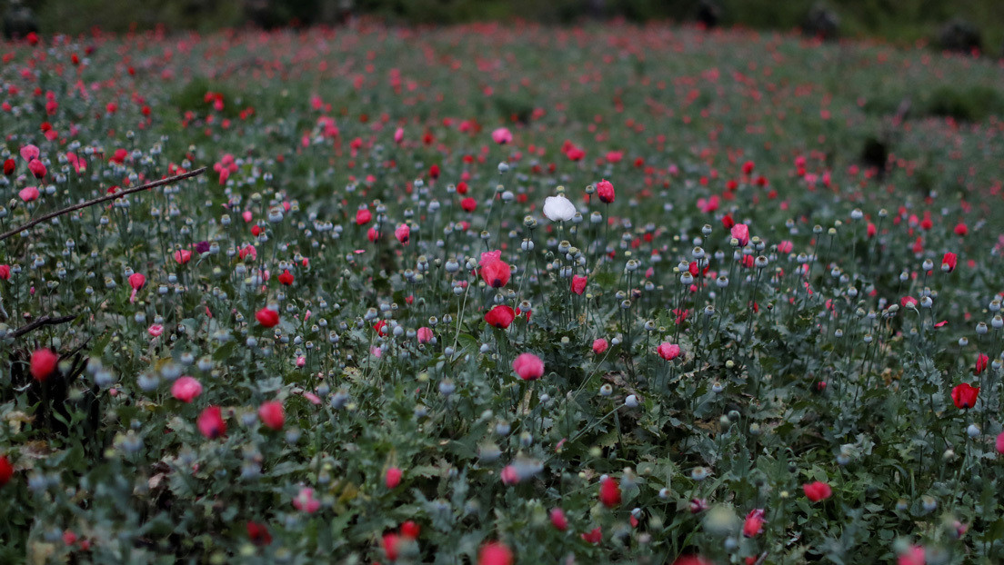 Tras legalizar el uso de la Marihuana, México podría aprobar el cultivo de la amapola