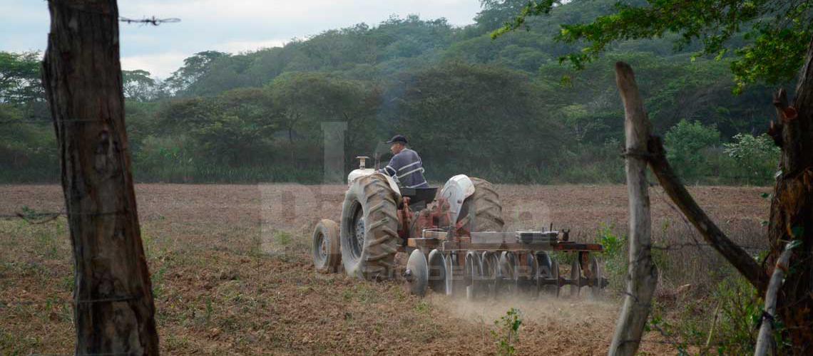 Advierten que mano de obra del campo venezolano se ha reducido por el aumento de la inseguridad