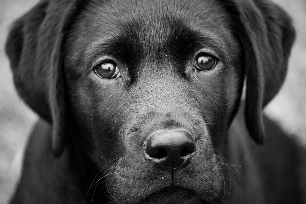 Si tu perro se queda sordo podría pensar que todo el mundo dejó de hablarle