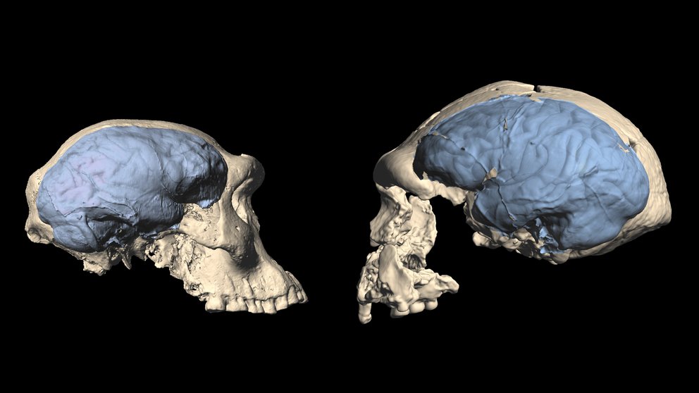 El cerebro humano moderno apareció hace menos tiempo de lo que se pensaba, según un estudio