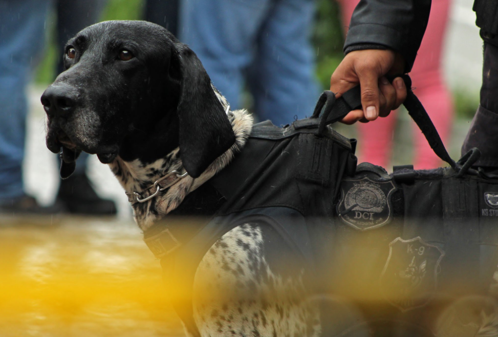 El Salvador utilizará a perros policías para detectar casos de coronavirus