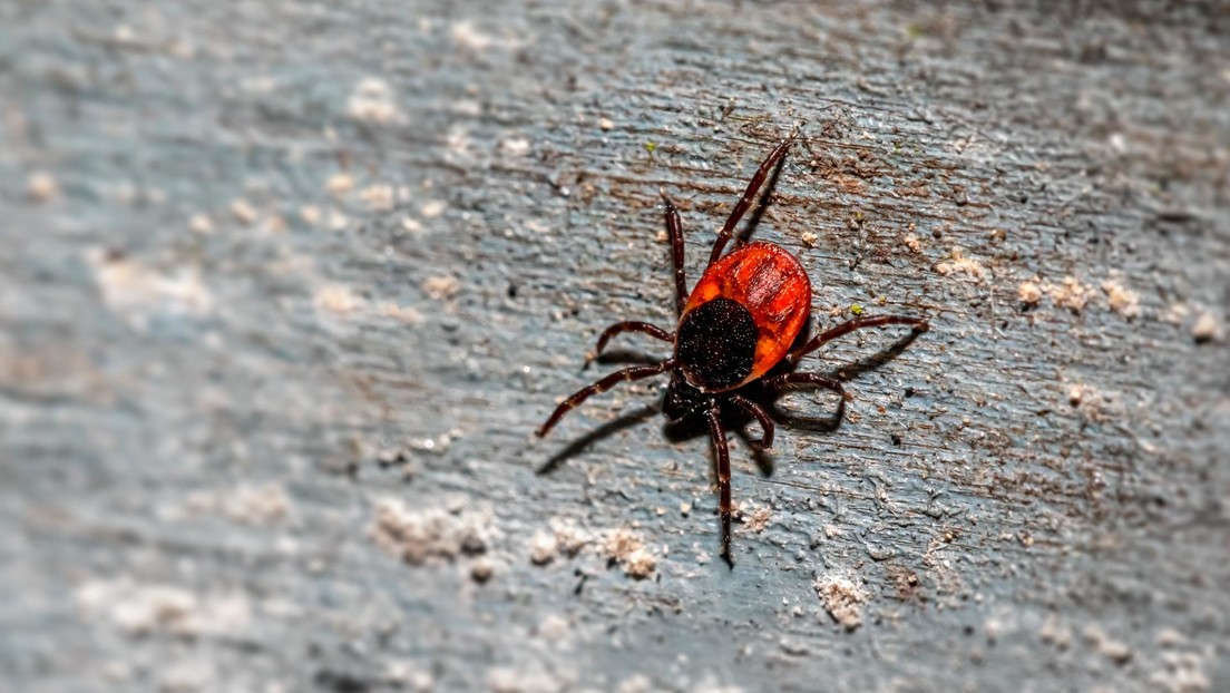 Garrapatas que causan la enfermedad de Lyme abundan en las playas de California