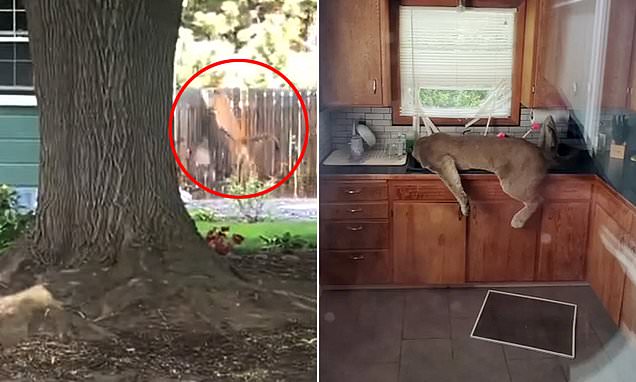 Puma irrumpió en una casa de Washington y se quedó dormido en el fregadero