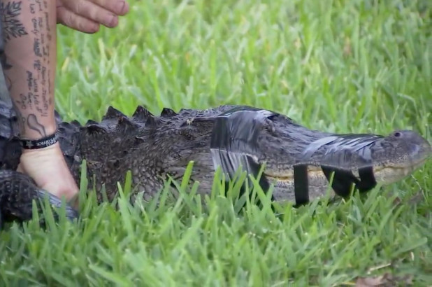 Enorme caimán atacó a una mujer en Florida mientras paseaba a su perro