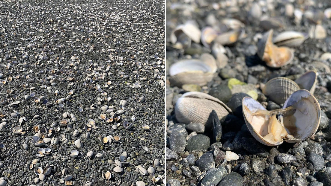 Fuerte ola de calor en EEUU provocó que cientos de almejas se cocieran en una playa (FOTOS)